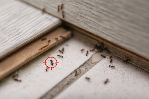 Best Residential Pest Control  in Flower Hill, MD